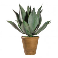 Aloe Wide Leaf in Pot