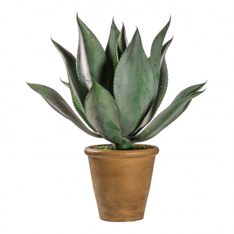 Aloe Wide Leaf in Pot