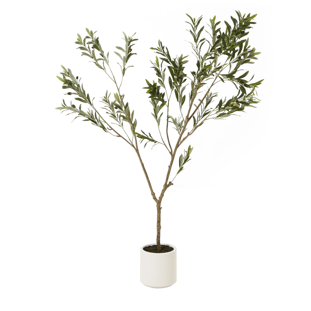 Apulia Olive Tree in Pot Collection