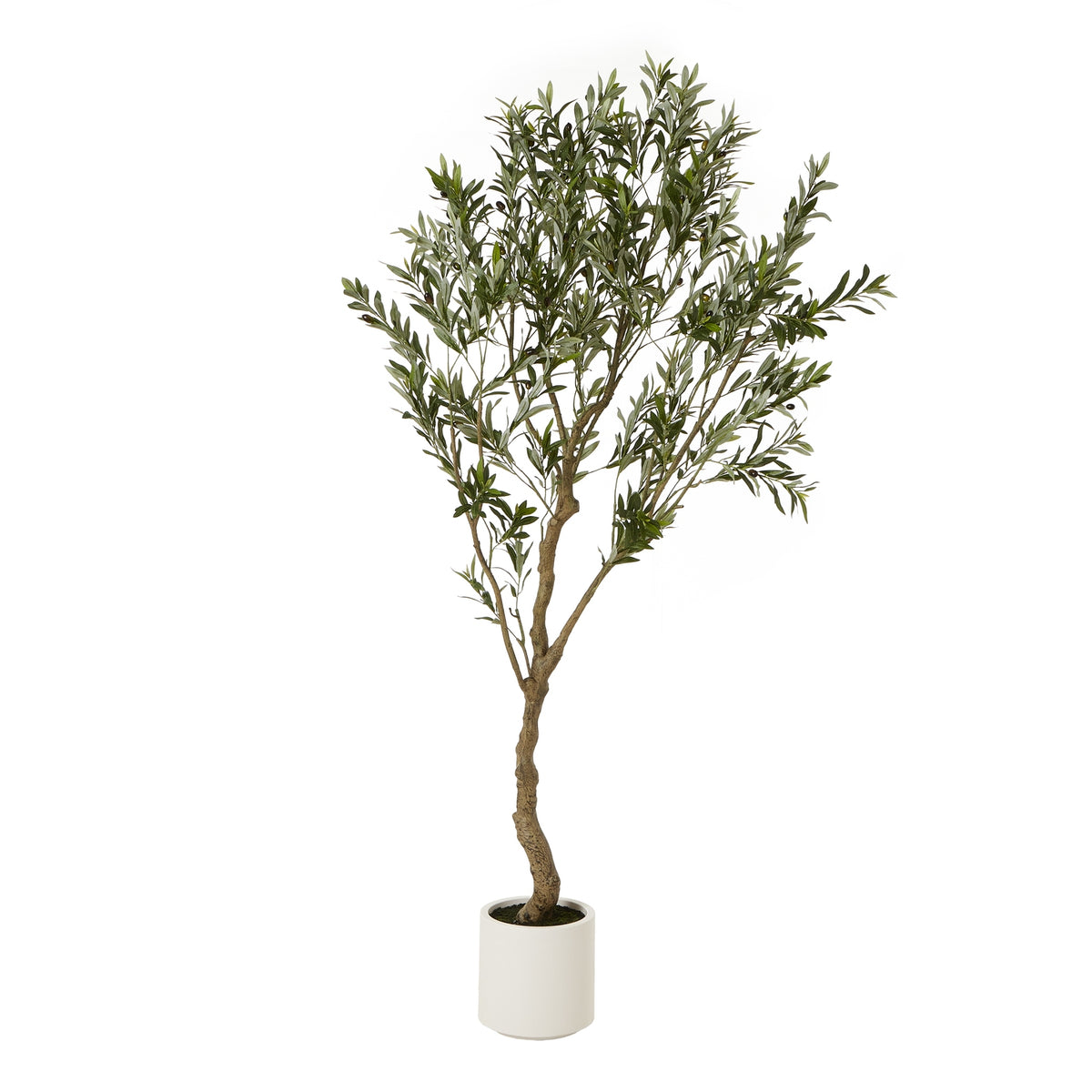 Apulia Olive Tree in Pot Collection