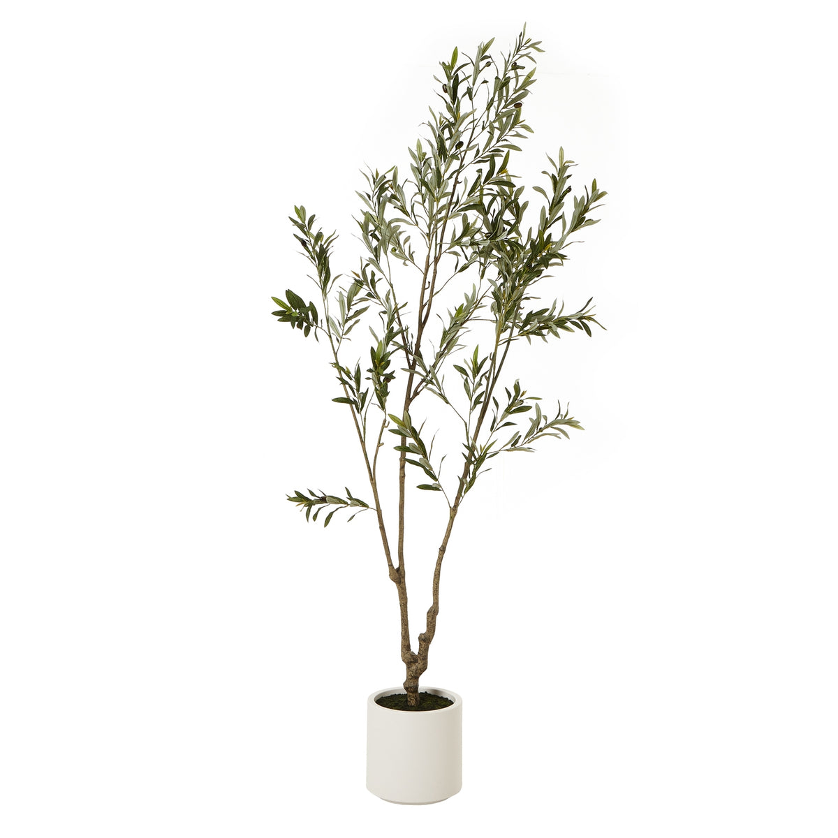 Apulia Olive Tree in Pot Collection