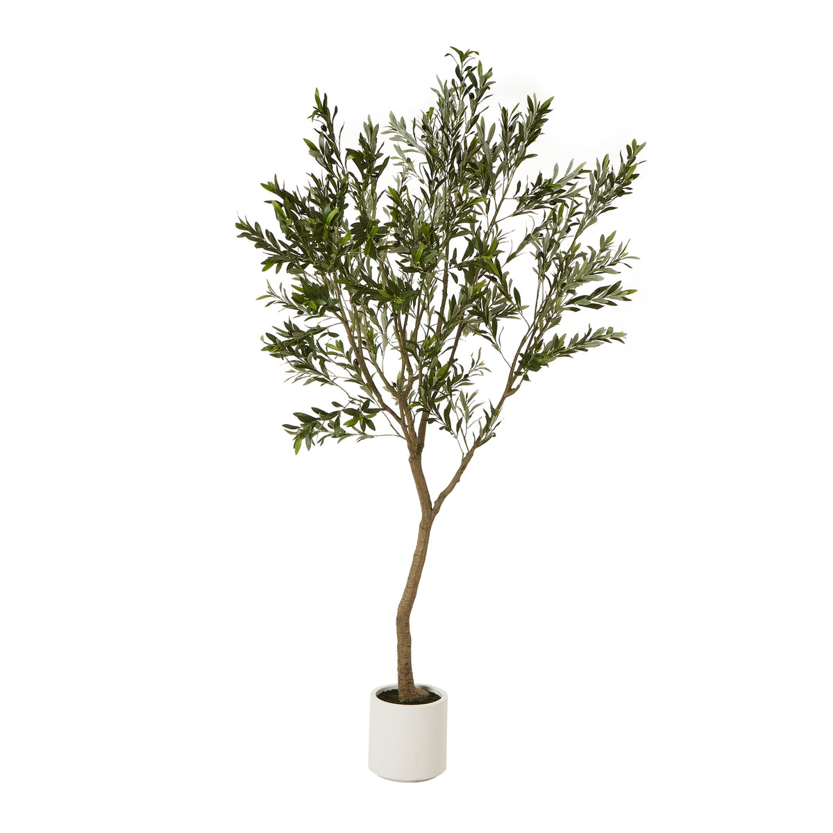 Apulia Olive Tree in Pot Collection