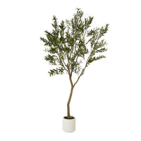 Apulia Olive Tree in Pot Collection