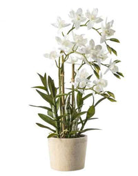 Orchid in Pot