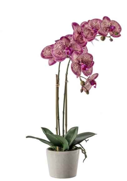 Orchid in Pot