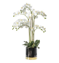 Orchid in Pot