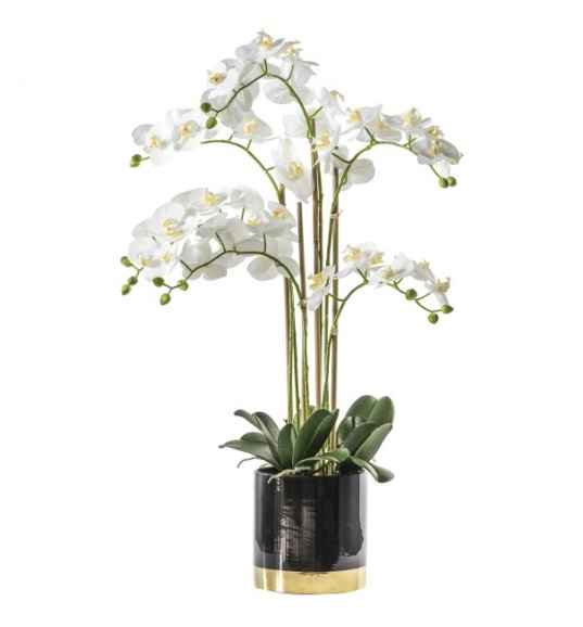 Orchid in Pot