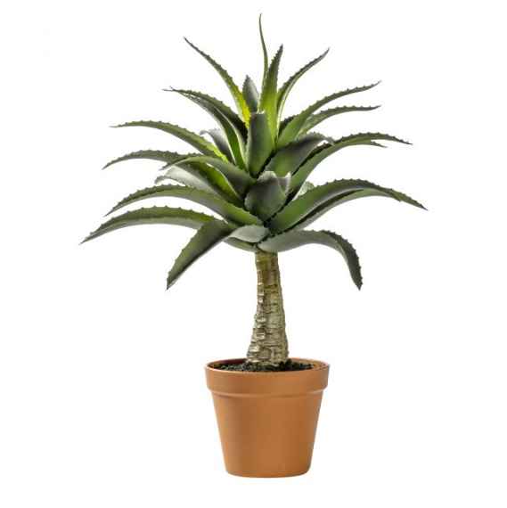 Potted Agave