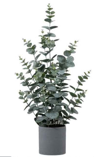 Potted Eucalyptus Bush