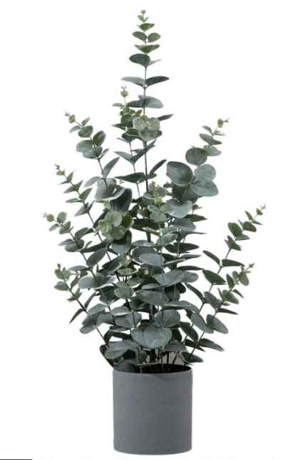 Potted Eucalyptus Bush