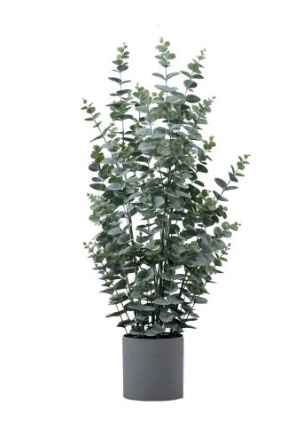 Potted Eucalyptus Bush