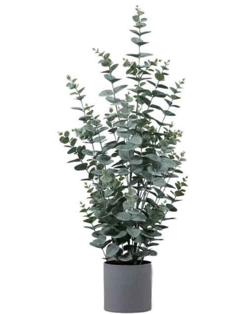 Potted Eucalyptus Bush