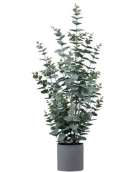 Potted Eucalyptus Bush
