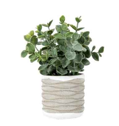 Eucalyptus in Wavy Pot (pair)