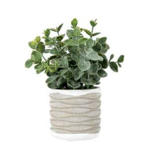 Eucalyptus in Wavy Pot (pair)