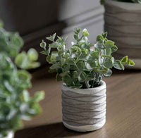 Eucalyptus in Wavy Pot (pair)