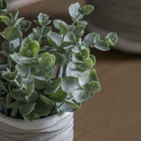 Eucalyptus in Wavy Pot (pair)