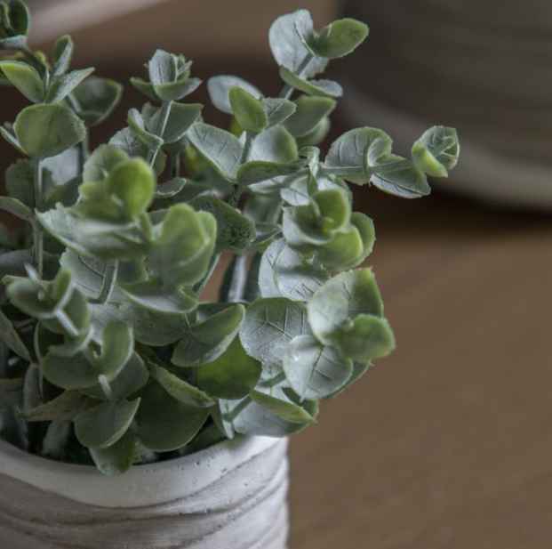 Eucalyptus in Wavy Pot (pair)