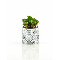 Set of 3 Succulents in Henna Pots