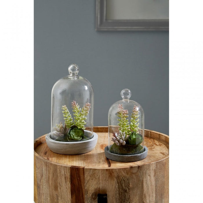 Succulent Domes