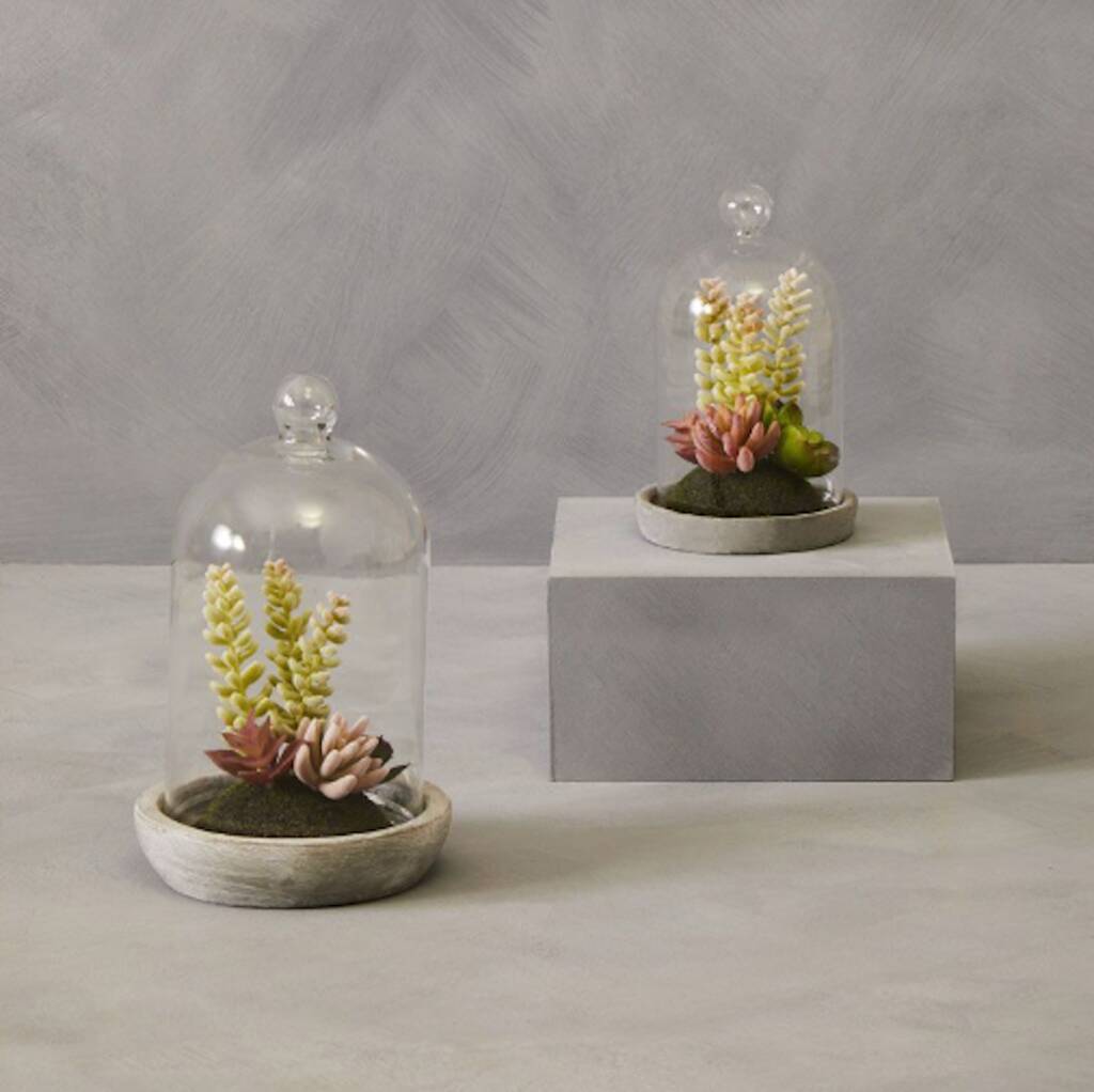Succulent Domes