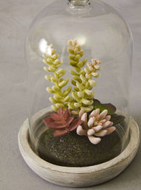 Succulent Domes